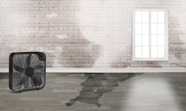 Best Ceiling water damage repair  in Rock Port, MO